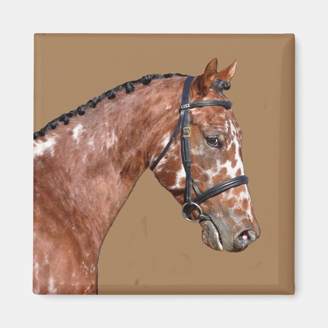 Aimant Magnat Stallion Knabstupper (Devant)