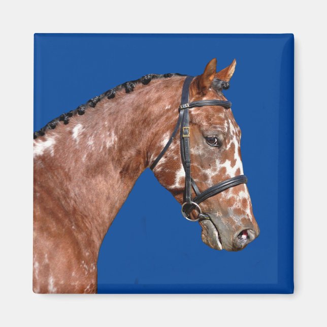 Aimant Magnat Stallion Knabstupper (Devant)