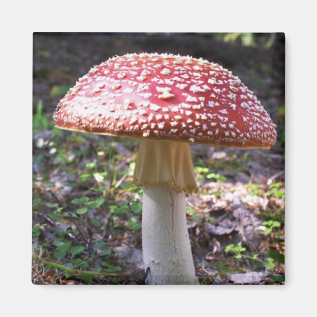 Aimant Magnet-Champignons (Devant)