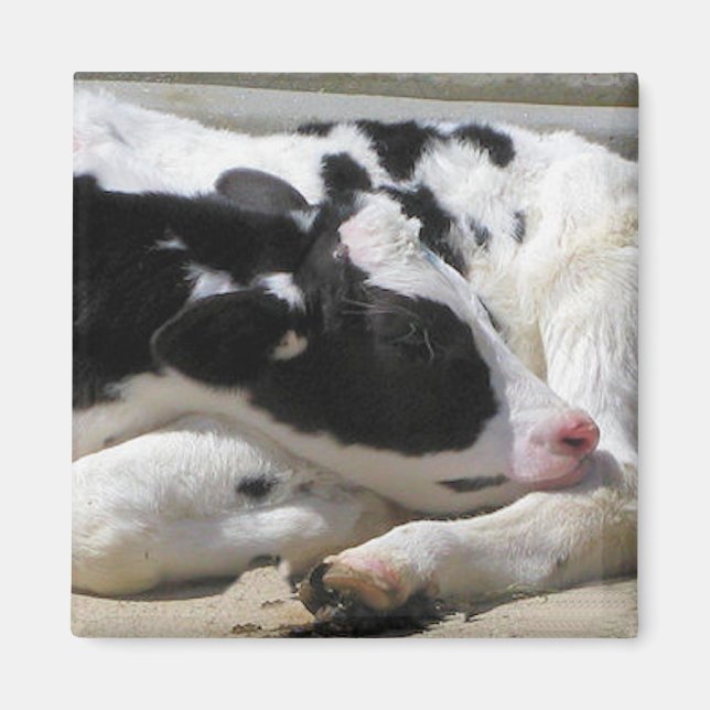 Aimant Magnet, Heifer, Baby Cow Photographie (Devant)