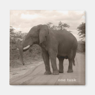 Aimant Magnet_OneTusk_Tribute_Kariba