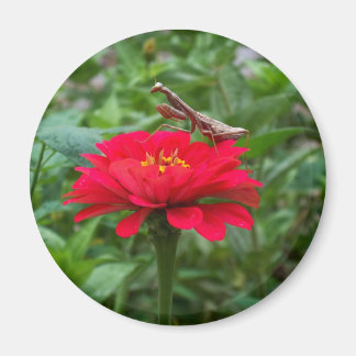 Aimant Magnet-round/prière Mantis & Zinnie