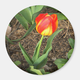 Aimant Magnifique au printemps ......