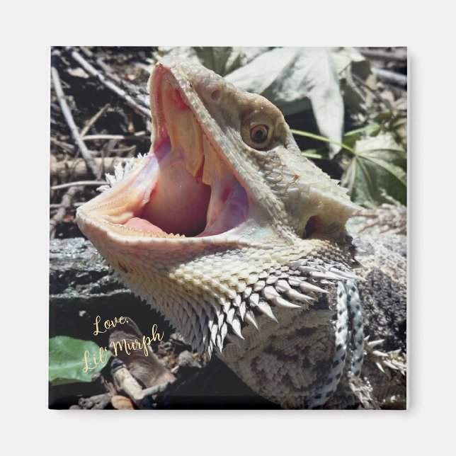 Aimant Magnifique Dragon Barbu Lil' Murph  (Devant)