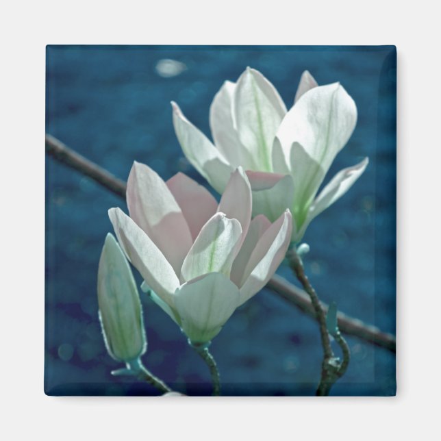 Aimant Magnolia (Devant)