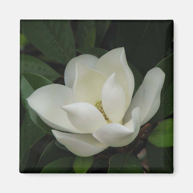 Aimant Magnolia du Sud (Devant)