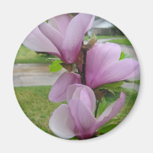 Aimant Magnolia japonaise