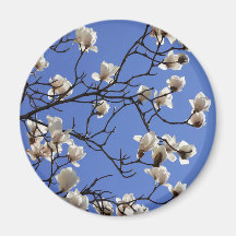 Magnolias florissants