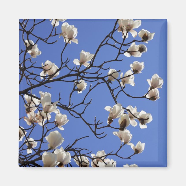 Aimant Magnolias florissants (Devant)