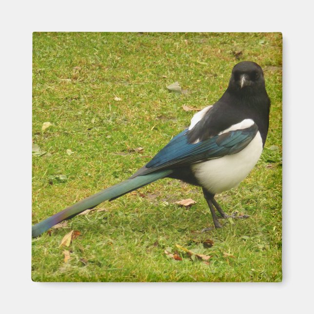 Aimant Magpie (Devant)