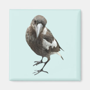 Aimant Magpie