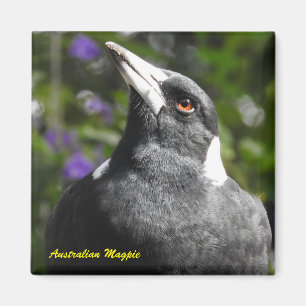 Aimant Magpie australienne