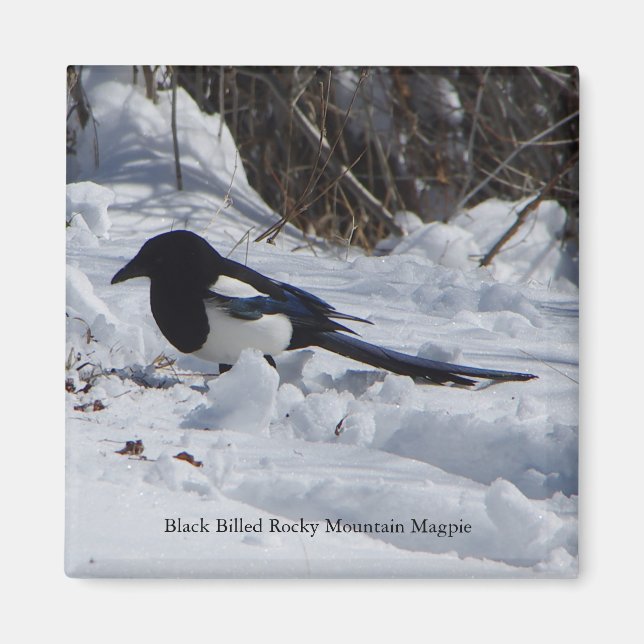 Aimant Magpie Black Billed Rocky Mountain Magpie (Devant)