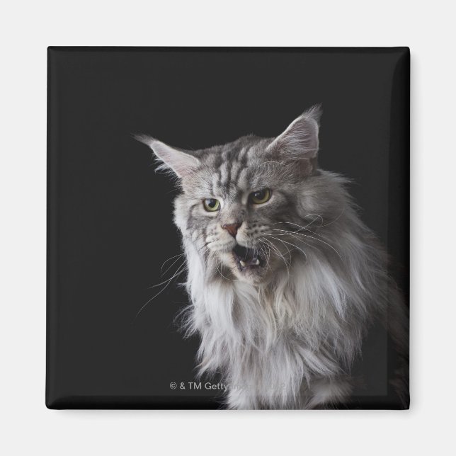 Aimant Maine Coon cat 2 (Devant)