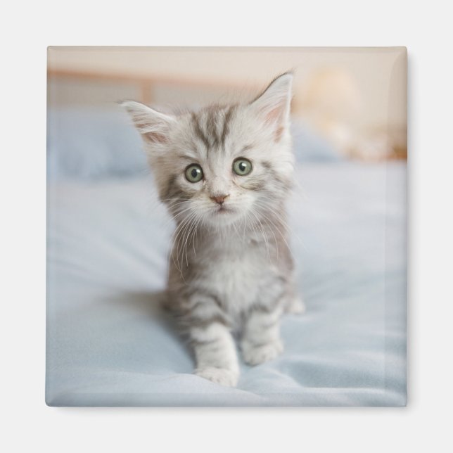 Aimant Maine Coon Kitten (Devant)