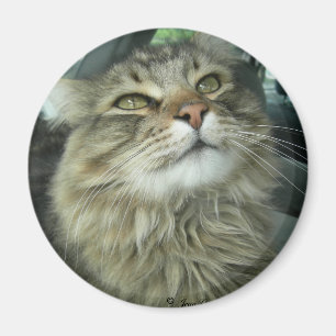 Aimant Maine Coon kitty