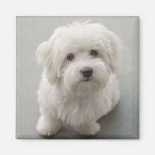 Aimant Maisie Coton de Tulear Puppy