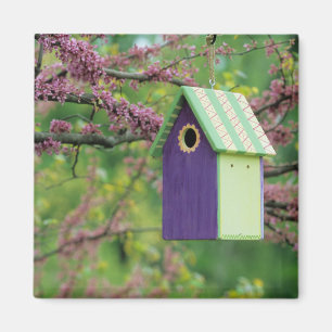 Aimant Maison d'oiseau sur un arbre Cercis