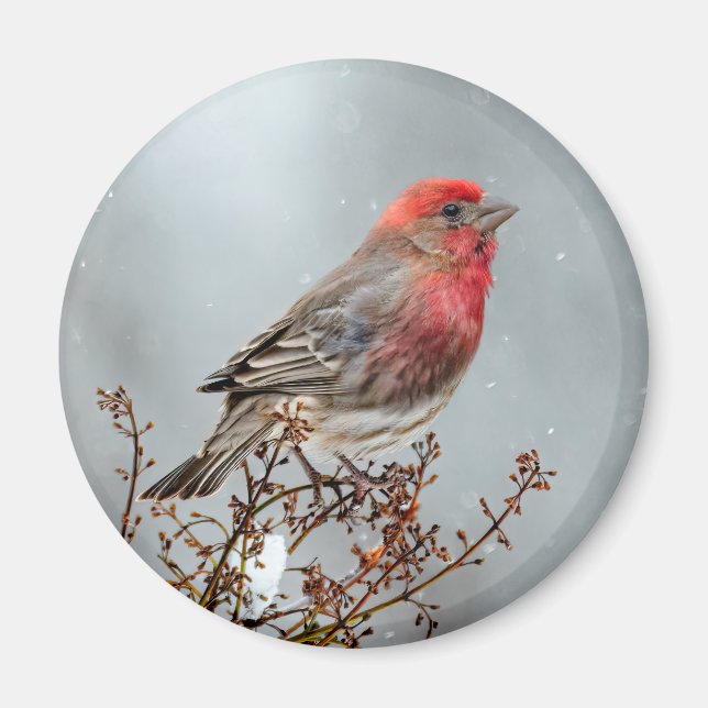 Aimant Maison Finch en Neige - Photo originale (Devant)