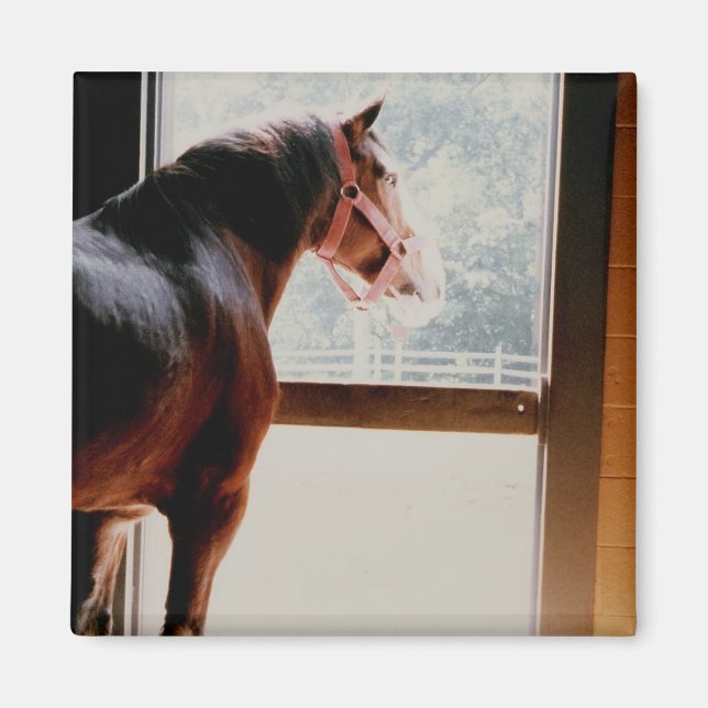 Aimant Majestic Clydesdale (Devant)
