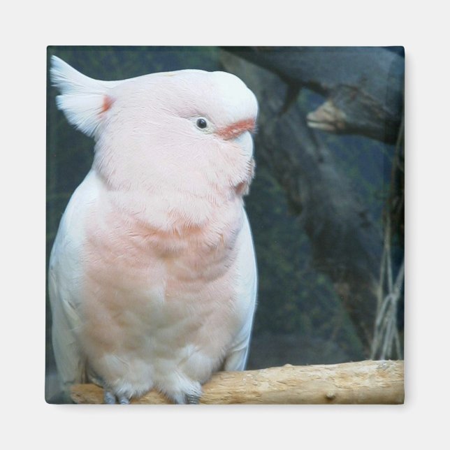 Aimant Major Mitchell Cockatoo (Devant)