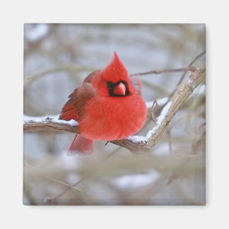 Aimant Make_Cardinal_Magnet