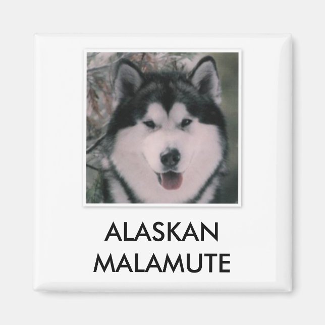 Aimant malamué de l'Alaska (Devant)