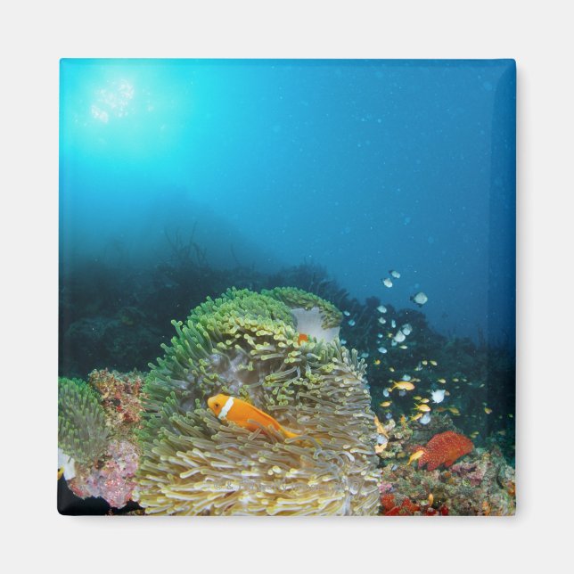 Aimant Maldives Anemone poisson nager sous l'eau (Devant)