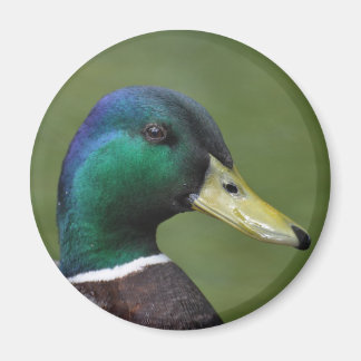 Aimant Male Mallard Duck