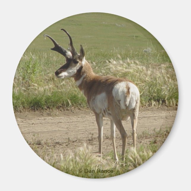 Aimant Mâle Pronghorn Antilope A39 (Devant)