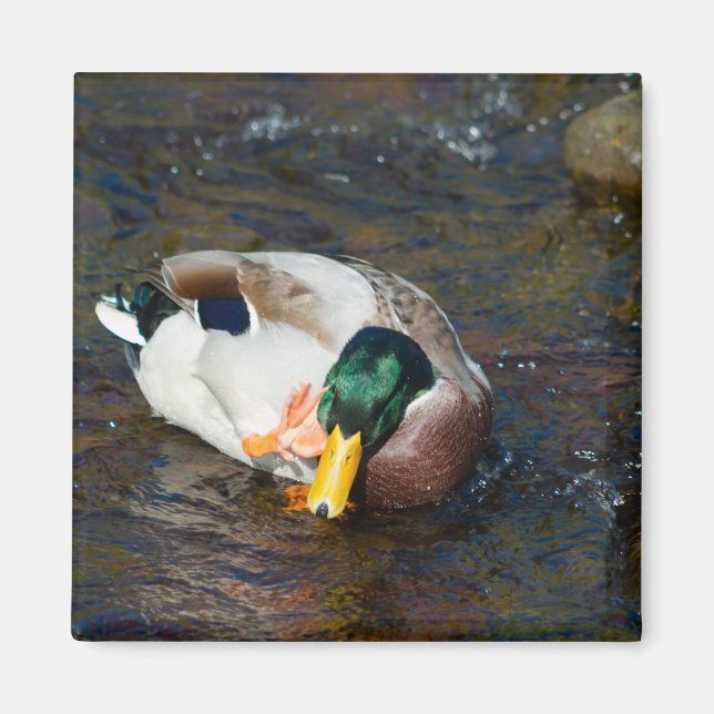 Aimant Mallard Drake (Devant)