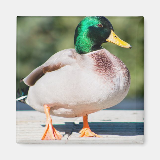 Aimant Mallard Drake (Devant)
