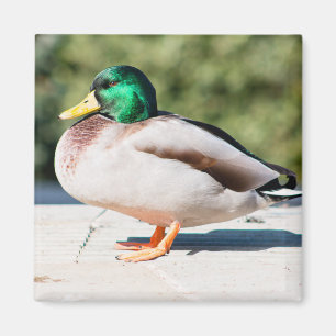Aimant Mallard Drake