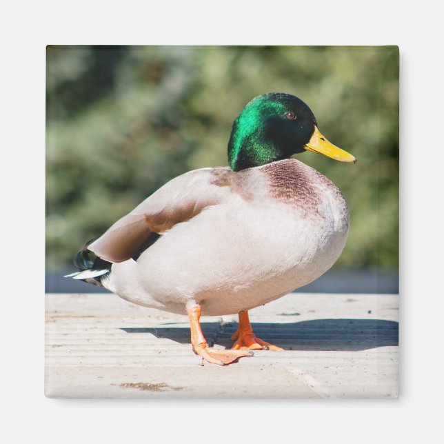 Aimant Mallard Drake (Devant)