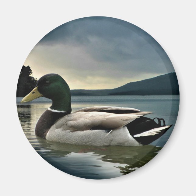 Aimant Mallard Duck (Devant)