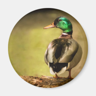 Aimant Mallard Duck