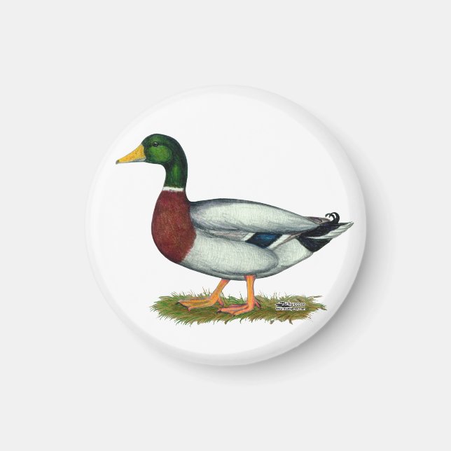 Aimant Mallard Duck Drake (Devant)