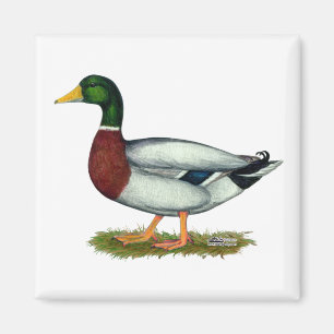 Aimant Mallard Duck Drake