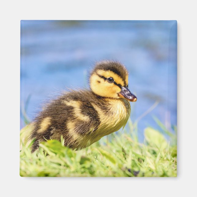Aimant Mallard Duckling (Devant)