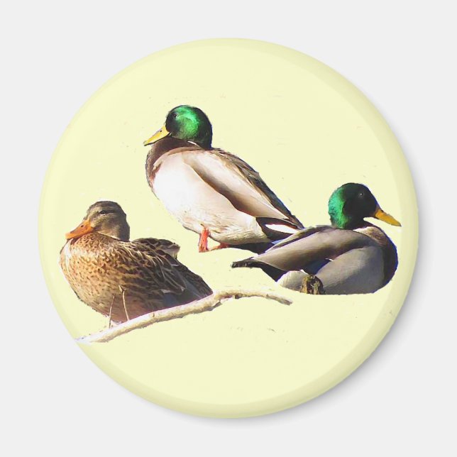 Aimant Mallard Ducks (Devant)