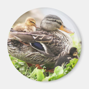 Aimant Mallard femelle entouré par des canetons
