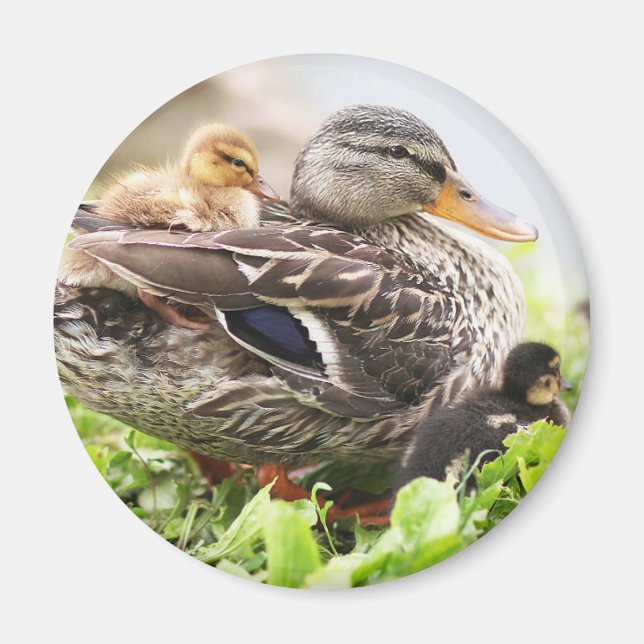 Aimant Mallard Féminin Entouré De Colliers (Devant)