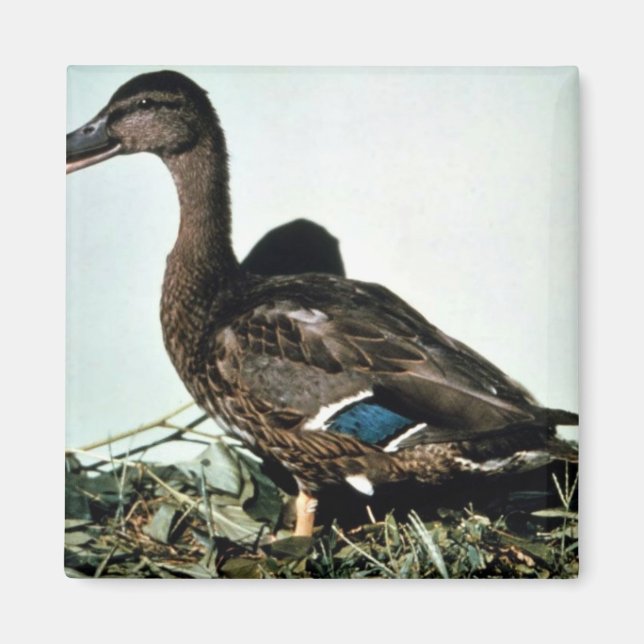 Aimant Mallard Femme (Devant)