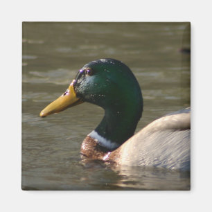Aimant Mallard font face