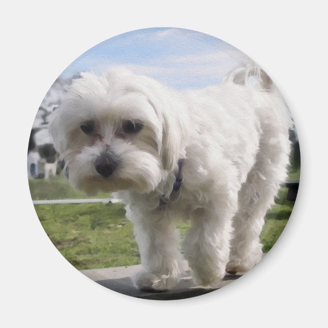 Aimant Maltais (Devant)