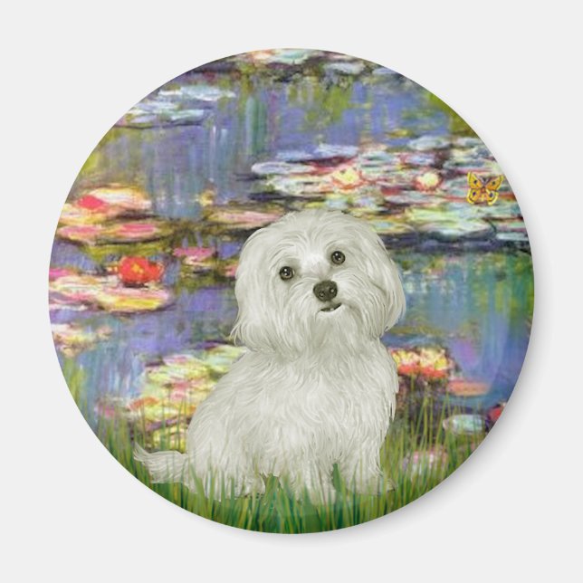 Aimant Maltais 11 - Lys 2 (Devant)