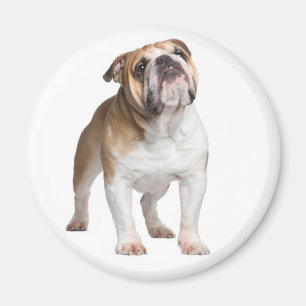 Aimant Maman Bulldog Anglais drôle Chien Mignon Chiot 
