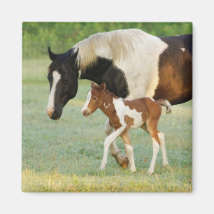 Aimant Maman et nouveau-né Paint Filly