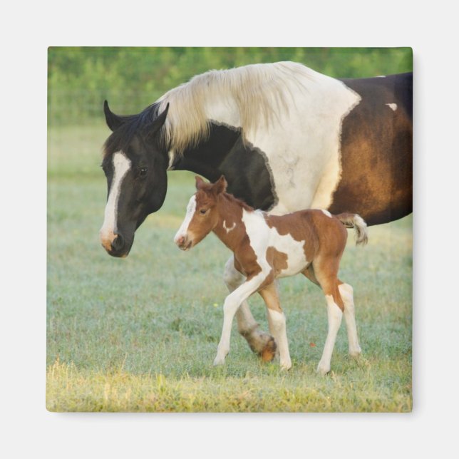 Aimant Maman et nouveau-né Paint Filly (Devant)