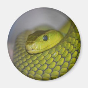 Aimant Mamba vert